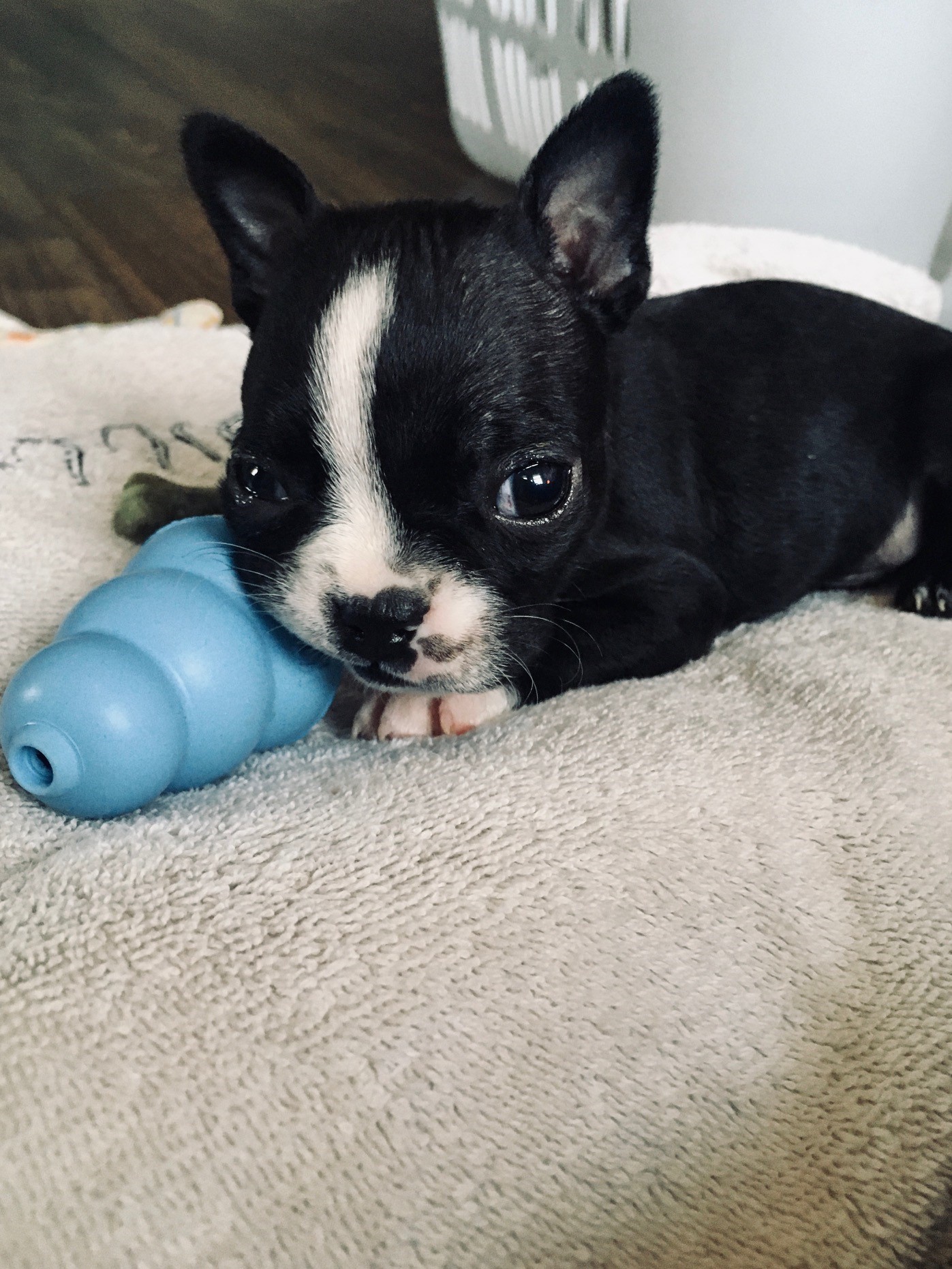 boston terrier pup